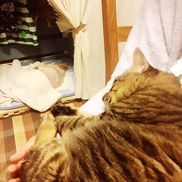 oniyomeさんの実例写真