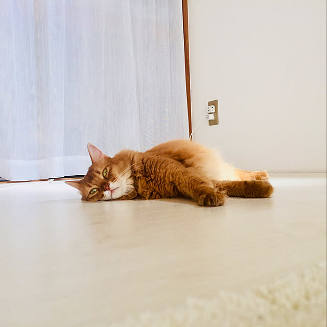 amichikuさんの実例写真