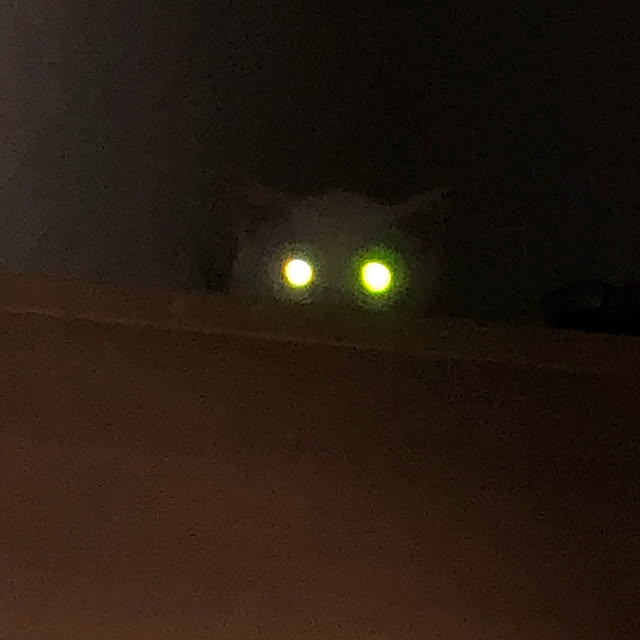 pocopocoさんの実例写真