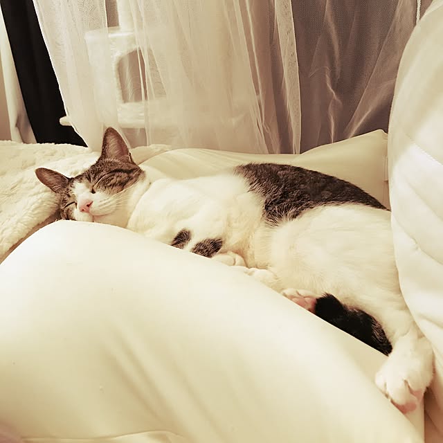 Shihoさんの実例写真