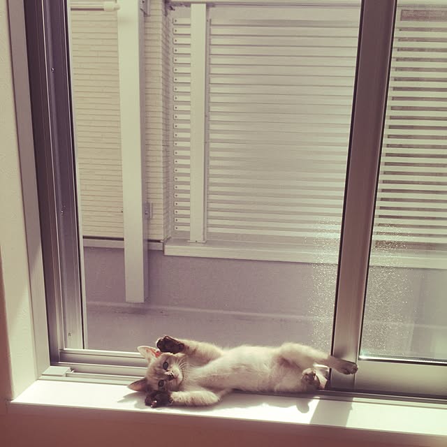 myk93さんの実例写真