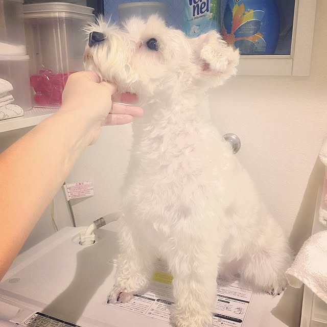 suzyさんの実例写真