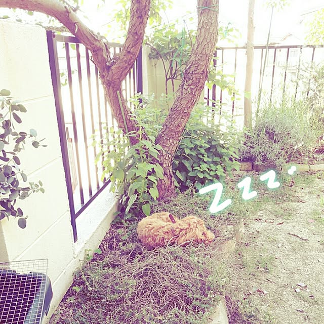 guestさんの実例写真