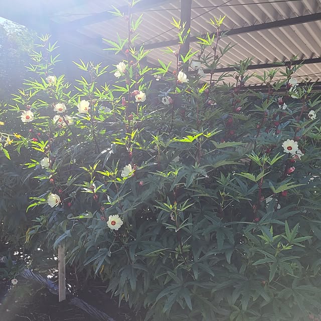 Rubiconさんの部屋