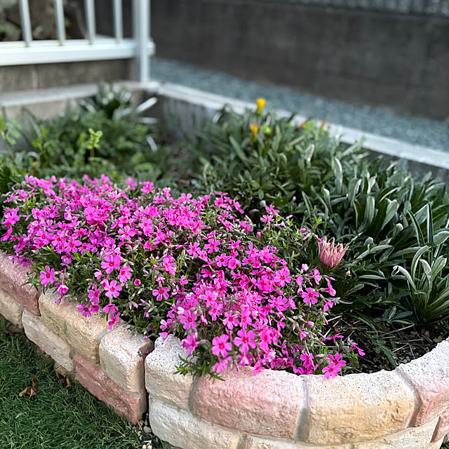 himamaさんの実例写真