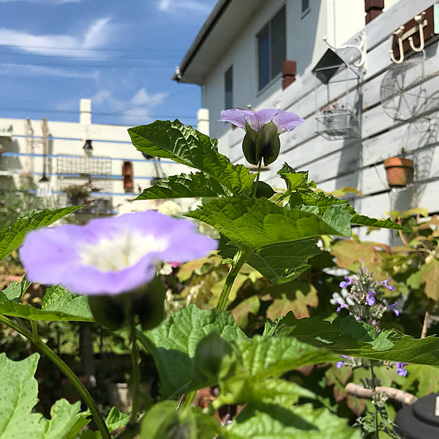 kokko3さんの実例写真