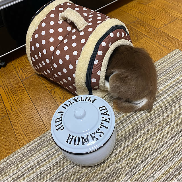 chIoeさんの実例写真