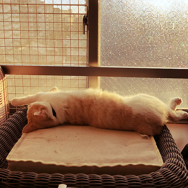 naworinさんの実例写真