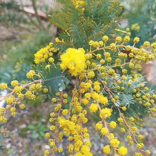 パールアカシア ミモザ フレッシュ 切り花（ミモザの切り花の