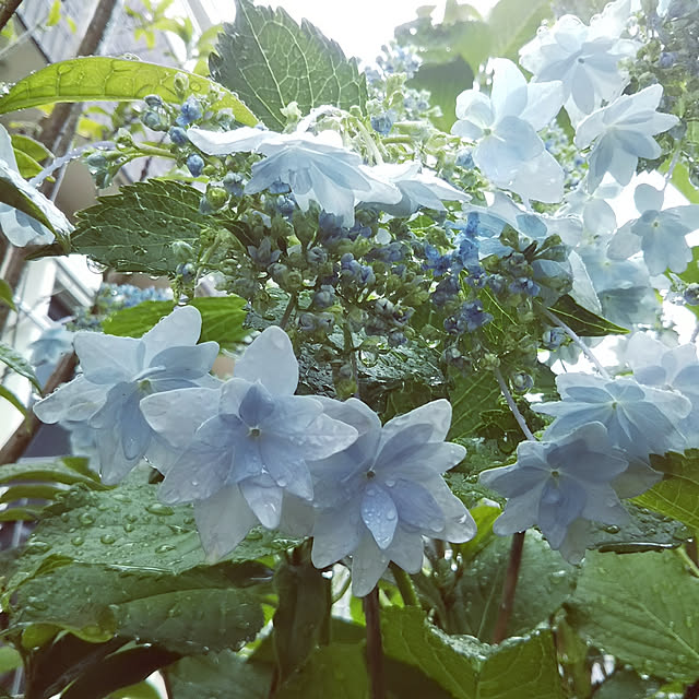 庭/お庭のある暮らし/紫陽花/墨田の花火/梅雨入り...などのインテリア実例 - 2019-06-07 14:33:17