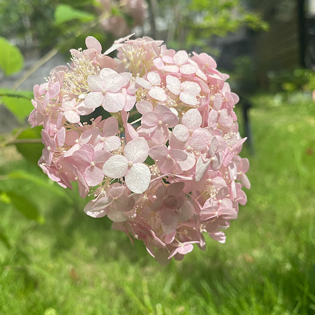 アナベルピンク/アナベル/花のある暮らし/花が好き/カメラマークいっぱい...などのインテリア実例 - 2020-06-30 15:46:38