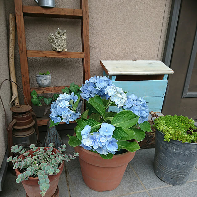 akooさんの実例写真