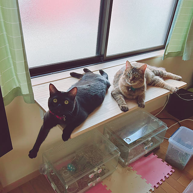 prelumoさんの実例写真