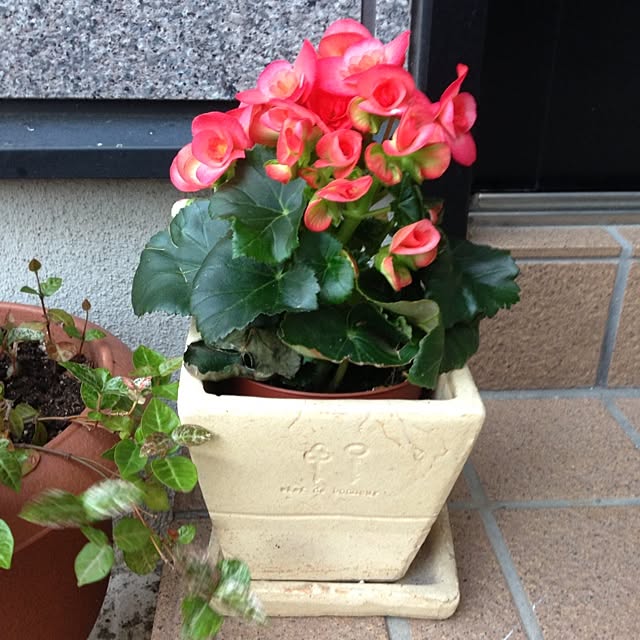 saoさんの実例写真