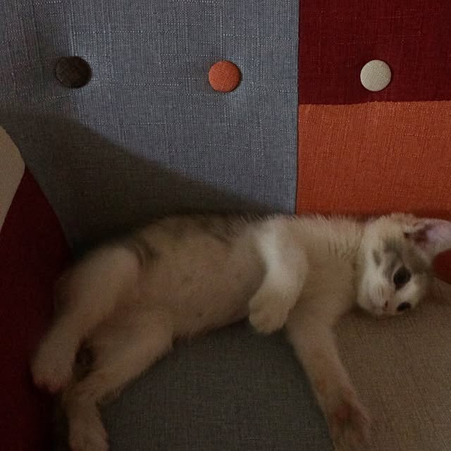 Akikoさんの実例写真