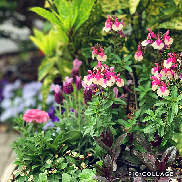 yukarin-gardenさんの実例写真