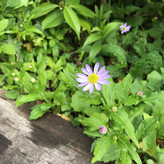 ankoさんの実例写真