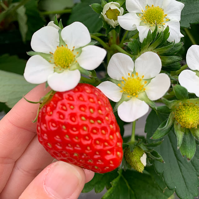 観葉植物/ナチュラル/北欧/多肉植物/部屋全体のインテリア実例 - 2020-03-15 15:36:41