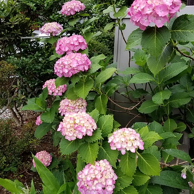 midoriさんの部屋