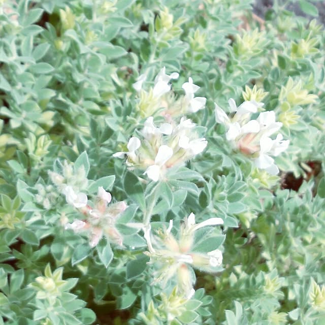 Green-appleさんの実例写真