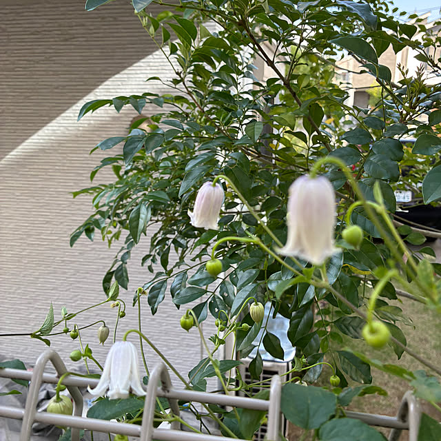 hatsugaさんの部屋