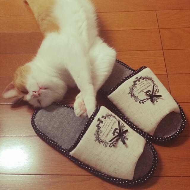 meruさんの実例写真