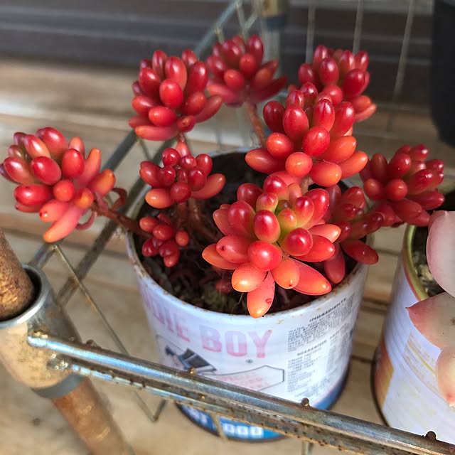 miniさんの実例写真