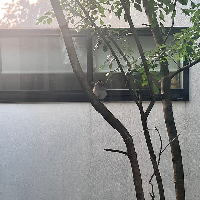 KOHAREさんの部屋