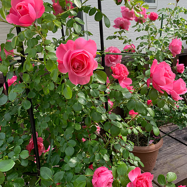 ROSEさんの実例写真