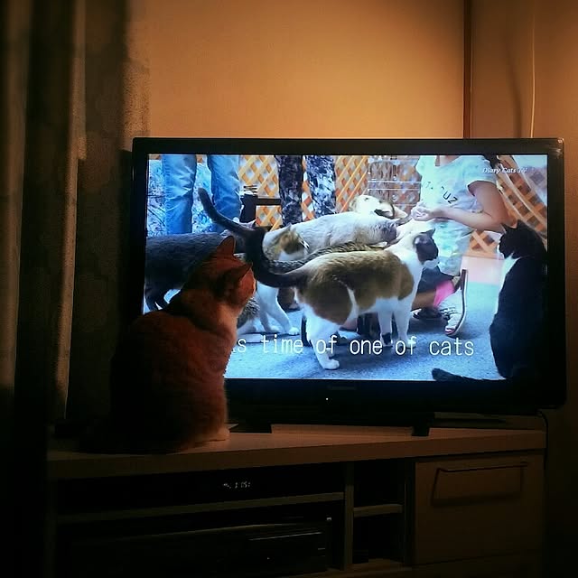 fmkiwi76さんの実例写真