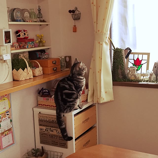 michhi_mouse_0507さんの実例写真