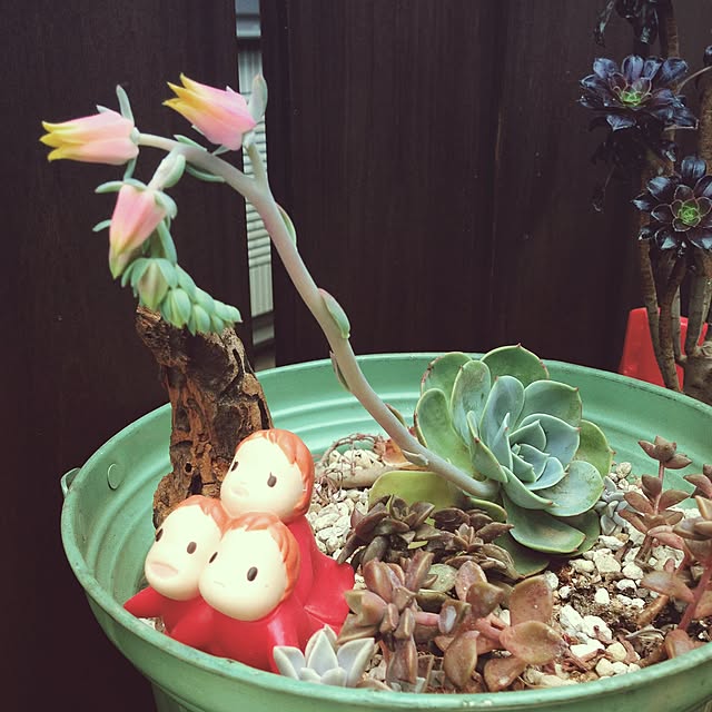minomonさんの実例写真