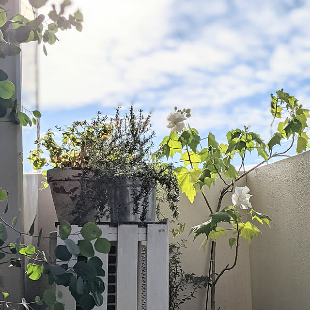 マンション/マンション暮らし/マンションインテリア/酔芙蓉/花のある暮らし...などのインテリア実例 - 2021-09-29 08:47:02