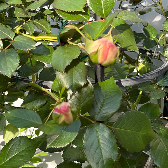 nannoさんの実例写真