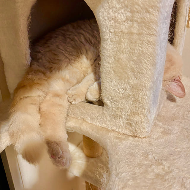 naokoさんの実例写真