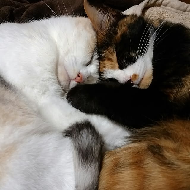 catLoverさんの実例写真