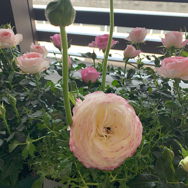 sakurappiさんの実例写真