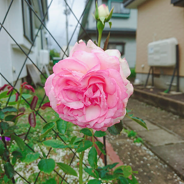 Midoriさんの実例写真
