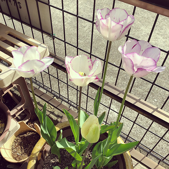 nokoさんの実例写真