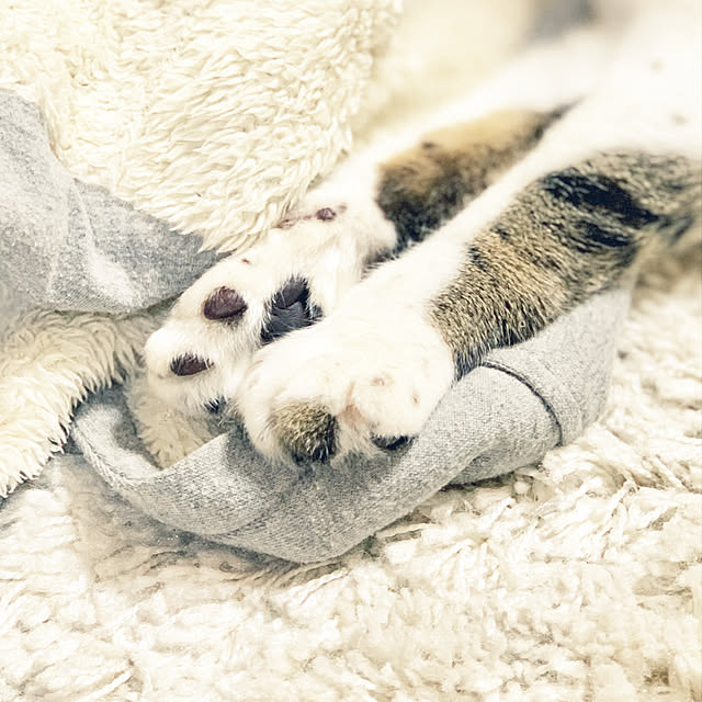 h0a4r1u3chiさんの実例写真
