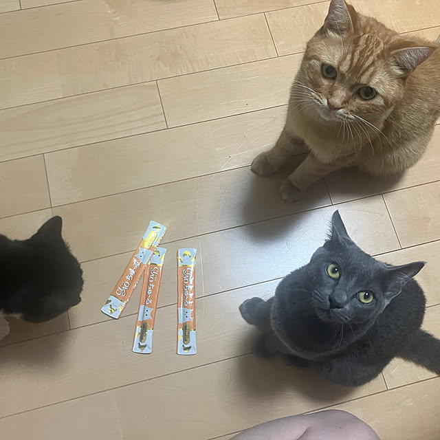 nekoさんの部屋