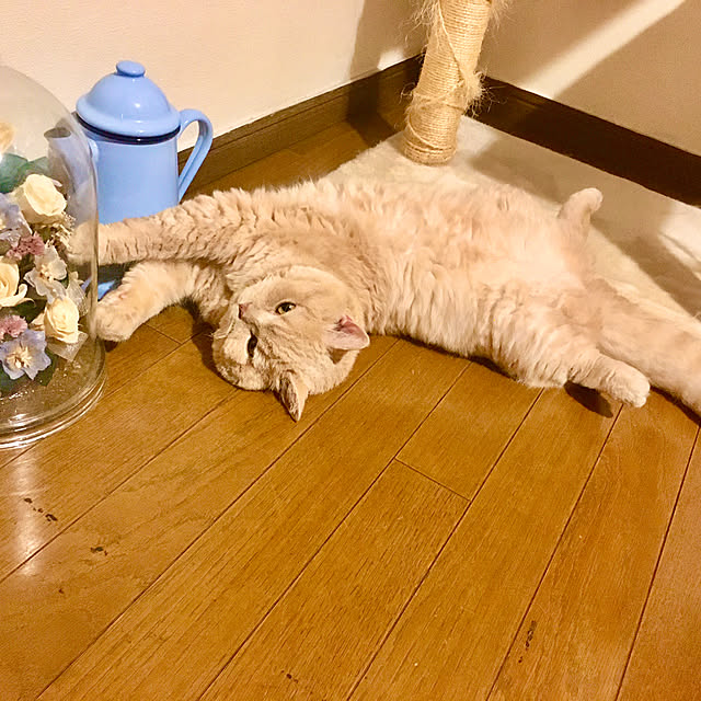 naokoさんの実例写真