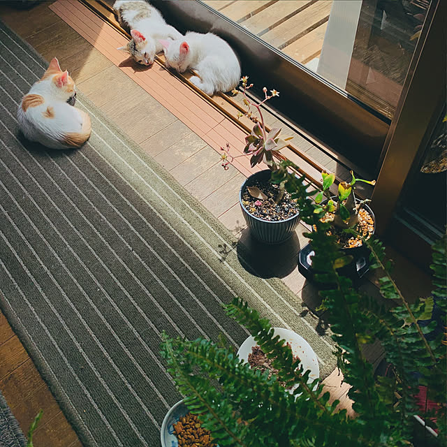 simayaさんの実例写真