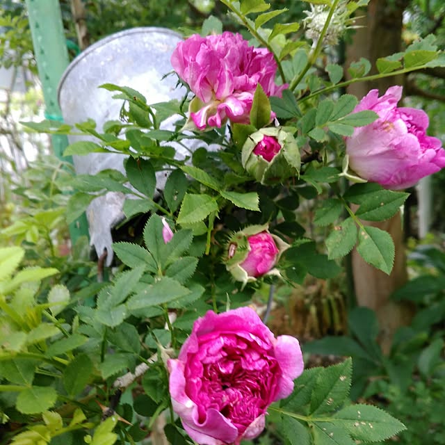 shoko0420さんの実例写真