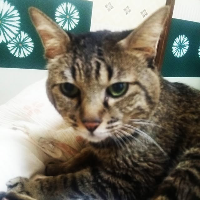 kittenblueさんの実例写真