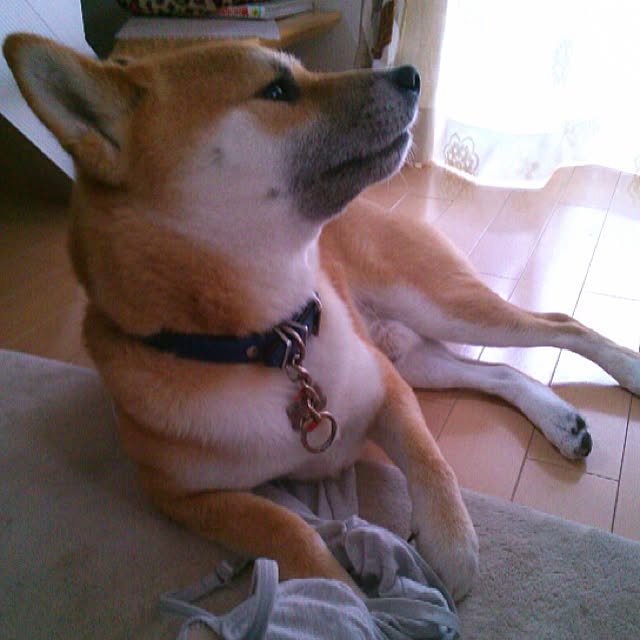kotaさんの実例写真