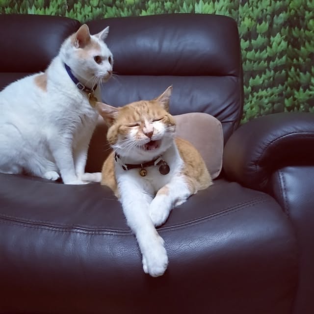 NOAHさんの部屋