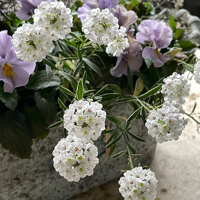 mamisazさんの部屋