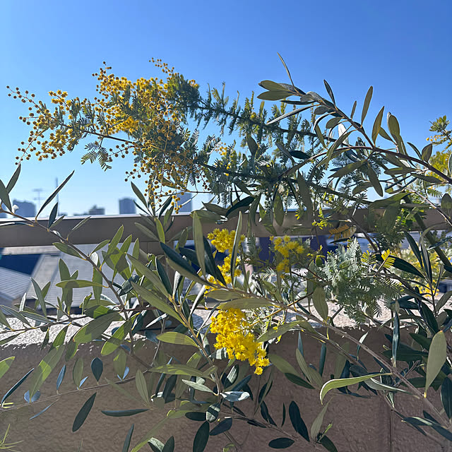 cottoncottonさんの部屋