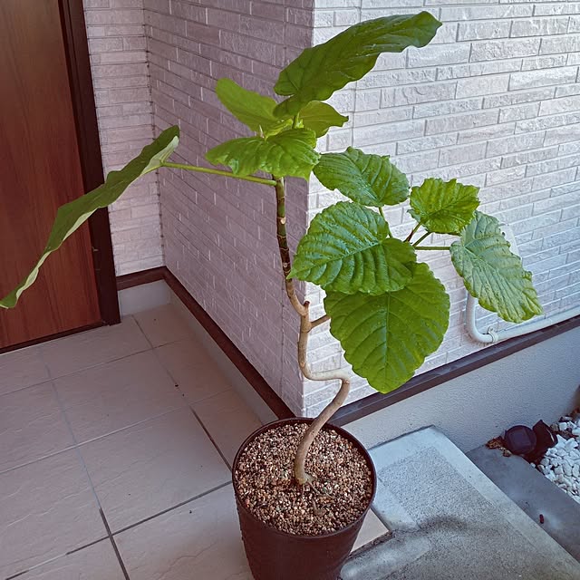 mocomocoさんの部屋